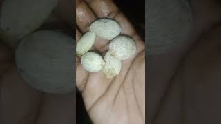 Rambutan seed plantingshortsviral shortsvideo shortsfeed [upl. by Beth]