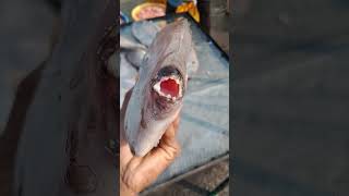 Leather Jacket Fish in Kakinada Fishing Harbour  Fishers King YouTube Channel [upl. by Shewchuk]