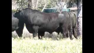 Texas Angus QLD Bulls to sell at Triple B Brangus Bull Sale [upl. by Hasen910]