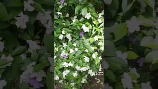 Brunfelsia Uniflora Flower Dutu Sathutu alanwalker nature flowers trendingshorts village [upl. by Aihselat]