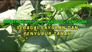 Inilah Manfaat Menanam Kacang Tunggak Sebagai Sayuran Organik ampJuga Penyubur Tanah [upl. by Punak]