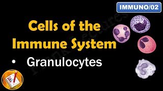 Cells of the Immune System PART I  GRANULOCYTES FLImmuno02 [upl. by Idac]