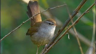 Canto di Usignolo di fiume  Song Cettis Warbler Cettia cetti [upl. by Bernadine]