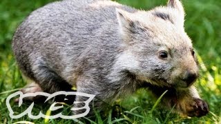 Baby Wombat Orphans  The Cute Show [upl. by Burchett]