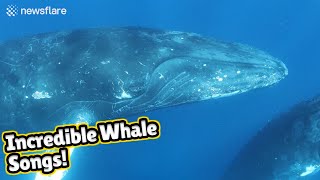 Stunning audiovisual recording of humpback whales singing [upl. by Aillimac]