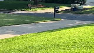 Zoysia Grass Seed Season 4 video 3 [upl. by Htidra]