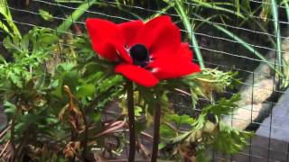 Anemone coronaria Hollandia [upl. by Nylidnarb443]