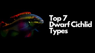 The 7 Best Dwarf Cichlid Types 🐟 [upl. by Haleeuqa]