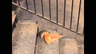 New York City rat taking pizza home on the subway Pizza Rat™ [upl. by Iznek681]