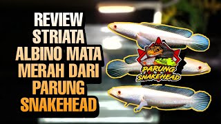 BELI CHANNA STRIATA ALBINO MATA MERAH DI PASAR IKAN HIAS PARUNG  SIZE 67CM [upl. by Weidman]