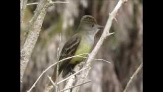 Great Crested Flycatcher Calling  Bird Sounds [upl. by Llenart882]