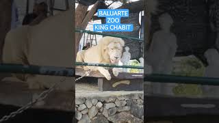 BALUARTE ZOO VIGAN ILOCOS SUR happy shortsviral enjoy travel [upl. by Renmus]