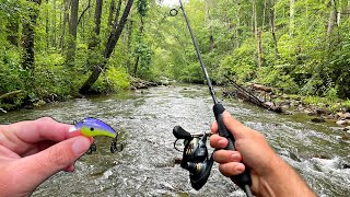 Multi Species Creek Fishing in Mountain Stream [upl. by Corrinne]