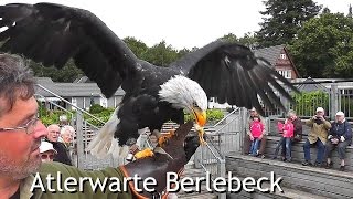 Birds of prey center Adlerwarte Berlebeck Germany [upl. by Nonac693]