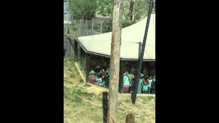 Tiger feeding at London Zoo [upl. by Aliab]