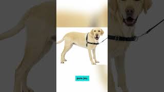 Tired of your dog pulling on walks Discover the magic of the PetSafe Easy Walk NoPull Dog Harness [upl. by Richma]