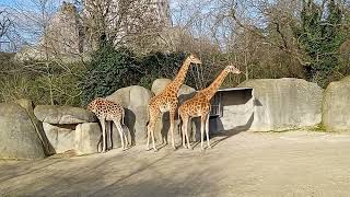 Giraffa camelopardalis  Linnaeus 1758  Giraffidae  Girafe girafe du Nord caméléopard [upl. by Fotina200]