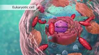 Biology Cell Structure I Nucleus Medical Media [upl. by Kori]