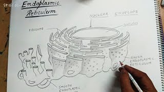 How to draw endoplasmic reticulum [upl. by Maillliw]