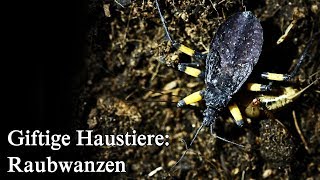 Giftige Haustiere Raubwanzen Eier und Jungtiere [upl. by Della366]