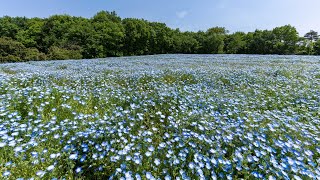 国営武蔵丘陵森林公園のネモフィラ 4K （埼玉県比企郡滑川町）2023421 [upl. by Nwahshar]