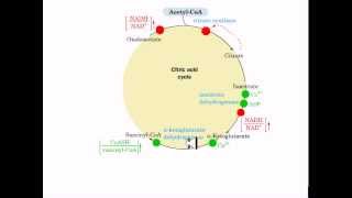 The coordinated control of glycolysis and krebs cycle [upl. by Ydnerb]