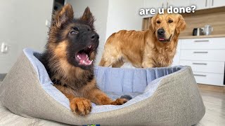 Watch My German Shepherd Speak His Own Unique Language [upl. by Aseretairam]