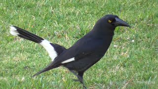 Pied currawong  Strepera graculina [upl. by Ecnatsnoc]