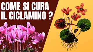 Come bagnare e curare il ciclamino [upl. by Isidro]