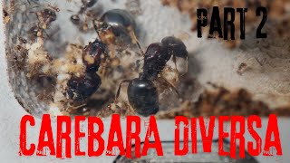 Carebara Diversa part 2 The Ant MerchantAsian Marauder Ants 4K [upl. by Erv]