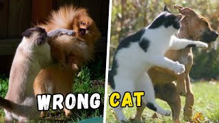 19 Times Dogs Mess With The Wrong Cat 😻 Best Moments Compilation [upl. by Catherin]