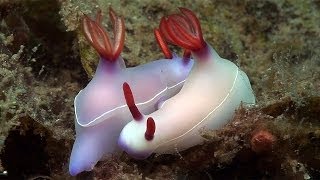 Mucky Secrets  Part 19  Sea Slugs Feeding amp Mating  Lembeh Strait [upl. by Riplex327]