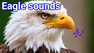 bald eagle sounds to scare birds  bald eagle sound  american bald eagle sound  eagle sound effect [upl. by Ez]