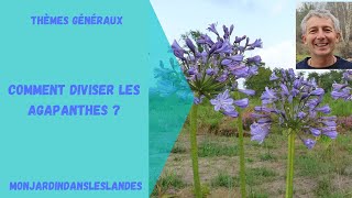 Comment diviser les agapanthes  Monjardindansleslandes [upl. by Simonsen]