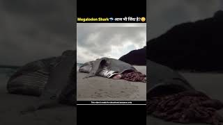 किया Megalodon Shark अभी भी जिंदा है😳Proof That Megalodon Still Existshorts viral [upl. by Slifka]