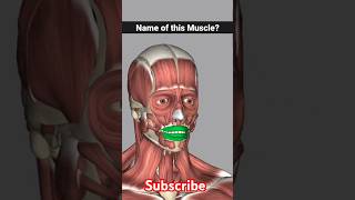 orbicularis oris muscle anatomy  orbicularis oris foryou shorts [upl. by Kele185]