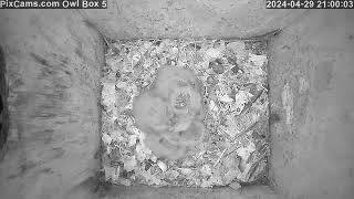 View of the owlets male brings food Screech Owl Box 5 42924 [upl. by Tollman]