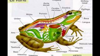 CLASIFICACIÓN DE ANIMALES VERTEBRADOS [upl. by Lona]