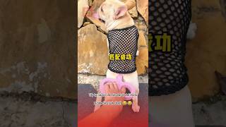 Sạc pin cho Lu đi chơi và cái kết 😂🥰 pets thucung topfunny funny viralvideo haihuoc giaitri [upl. by Rogerson]