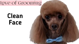 How to Shave a Toy Poodles Face [upl. by Ellah]