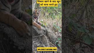 Jim Corbett में Tiger के चेहरे पर लगा खून Tiger Attack tiger shorts viral [upl. by Aihselef]