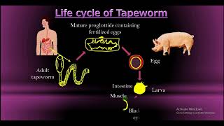 Life cycle of Tapeworm [upl. by Safko]