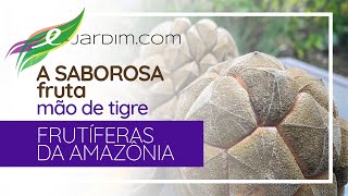 A SABOROSA fruta MÃO DE TIGRE  Duguetia stenantha  Frutíferas da Amazônia [upl. by Plotkin]