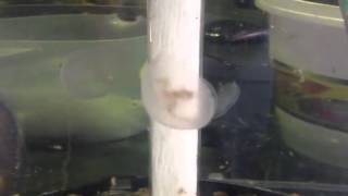 Watch our jellyfish digesting their food [upl. by Cathlene]