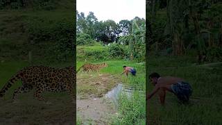 Tiger attack while fishing in lake shorts tiger vfx wildlife trending leopard animals [upl. by Adnauqahs174]