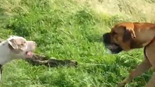 Pitbull attacks leopard to save its friend [upl. by Noiwtna]