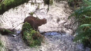 Bobcat catches salmon in rainforest [upl. by Mccurdy]