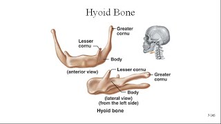 Hyoid Bone [upl. by Rory]