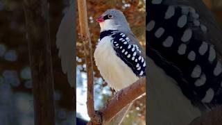 Diamond Firetail finch Sound  birds singing birdsounds bird birds [upl. by Funk]