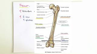 ANATOMİ13KONUAlt Ekstremite Kemikleri  Femur ve Patella [upl. by Ardnala352]